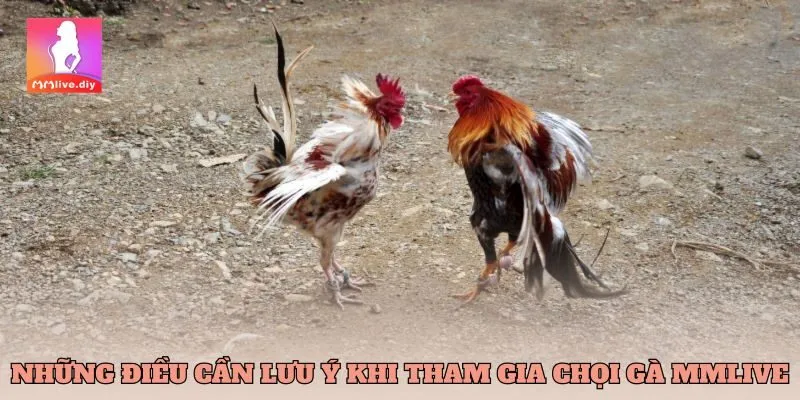 Những điều cần lưu ý khi tham gia chọi gà MMlive